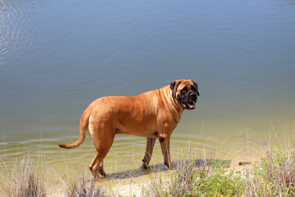 Anglický mastiff pózuje u vody